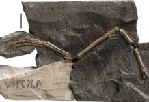 Medullary bone found in Cretaceous birds Main slab of Pengornithid Enantiornithine