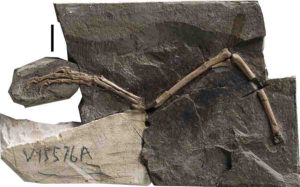 Main slab of Pengornithid Enantiornithine