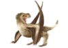 New discovery pushes origin of feathers back by 70 million years Daohugou pterosaur