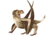 New discovery pushes origin of feathers back by 70 million years Daohugou pterosaur