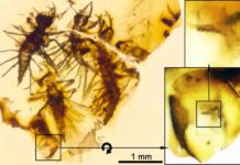 Newborn insects trapped in amber show first evidence of how to crack an egg Four complete Tragychrysa ovoruptora newborns preserved together with egg shell remains and one visible egg burster (right inset). Credit: Modified from the open access article published in Palaeontology: 'The hatching mechanism of 130-million-year-old insects: an association of neonates, egg shells, and egg bursters in Lebanese amber'