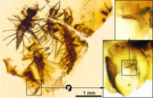 Four complete Tragychrysa ovoruptora newborns preserved together with egg shell remains and one visible egg burster (right inset). Credit: Modified from the open access article published in Palaeontology: 'The hatching mechanism of 130-million-year-old insects: an association of neonates, egg shells, and egg bursters in Lebanese amber'