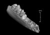 Oldest-known ancestor of modern primates may have come from North America, not Asia Teilhardina brandti