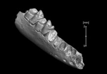 Oldest-known ancestor of modern primates may have come from North America, not Asia Teilhardina brandti