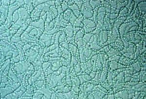Cyanobacteria up close