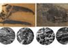 Scientists discover how birds and dinosaurs evolved to dazzle with colourful displays Two of the fossils sampled for the study with the fossil melanosomes found in each fossil (scanning electron microscope images). Scaniacypselus to the left and Primotrogon to the right. Melanosome shape varies in the different samples, and is indicative of color. The sample furthest to the left was predicted to be iridescent. Credit: Photographs of Scaniacypselus and Primotrogon by Jakob Vinther and Fiann Smithwick.