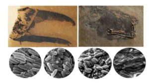 Two of the fossils sampled for the study with the fossil melanosomes found in each fossil (scanning electron microscope images). Scaniacypselus to the left and Primotrogon to the right. Melanosome shape varies in the different samples, and is indicative of color. The sample furthest to the left was predicted to be iridescent. Credit: Photographs of Scaniacypselus and Primotrogon by Jakob Vinther and Fiann Smithwick.
