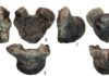 Scientists find new giant dinosaur Volgatitan simbirskiensis anterior caudal vertebra