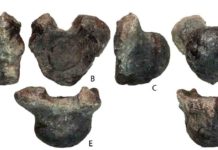 Scientists find new giant dinosaur Volgatitan simbirskiensis anterior caudal vertebra