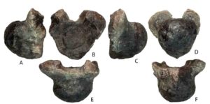 Volgatitan simbirskiensis anterior caudal vertebra
