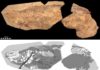 Soft tissue shows Jurassic ichthyosaur was warm-blooded, had blubber and camouflage Spectacular soft-tissue fossil