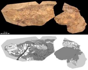 Spectacular soft-tissue fossil 