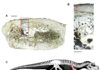 The oldest large-sized predatory dinosaur comes from the Italian Alps Saltriovenator zanellai