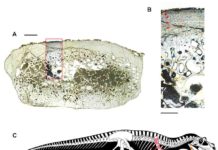 The oldest large-sized predatory dinosaur comes from the Italian Alps Saltriovenator zanellai
