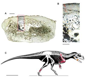 Saltriovenator zanellai