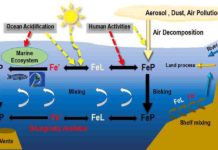 Tracing iron in the North Pacific The iron cycle in the ocean