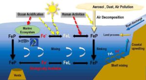 The iron cycle in the ocean