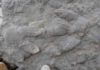 ‘Treasure trove’ of dinosaur footprints found in southern England