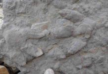 ‘Treasure trove’ of dinosaur footprints found in southern England