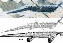 A reptile platypus from the early Triassic Complete fossil and line drawing of Eretmorhipis carrolldongi.