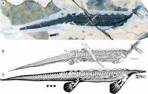 Complete fossil and line drawing of Eretmorhipis carrolldongi. 