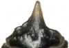 Ancient carpet shark discovered with ‘spaceship-shaped’ teeth One of the tiny fossilized teeth recovered from Galagadon, so named for the shape of its teeth, which resemble the spaceships in the video game Galaga. Credit: Copyright Terry Gates