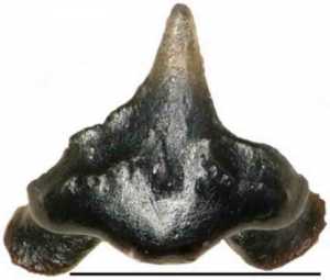 One of the tiny fossilized teeth recovered from Galagadon, so named for the shape of its teeth, which resemble the spaceships in the video game Galaga. Credit: Copyright Terry Gates