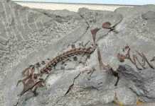 Fossil deposit is much richer than expected CHW 189 from the private collection of Herman Winkelhorst (Netherlands). The neck of the animal is excellently preserved, but the rest is not. One possible explanation may be that this is the result of uneven colonization of the carcass by microorganisms and algae, which created a protective layer especially around the neck
