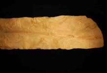 Tethymyxine tapirostrum, is a 100-million-year-old, 12-inch long fish embedded in a slab of Cretaceous period limestone from Lebanon, believed to be the first detailed fossil of a hagfish.