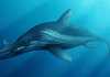 Medical scanner helps to unlock the mysteries of a giant prehistoric marine reptile Life reconstruction of ichthyosaur skull. Credit: Bob Nicholls (Thinktank, Birmingham Science Museum)