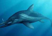 Medical scanner helps to unlock the mysteries of a giant prehistoric marine reptile Life reconstruction of ichthyosaur skull. Credit: Bob Nicholls (Thinktank, Birmingham Science Museum)