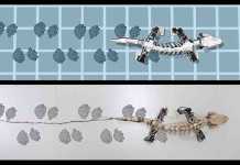 Robot recreates the walk of a 290-million-year-old creature