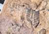 Thin layers of sediment point to early arrival of life on land Part of a quilted Ediacaran fossil is partly covered by ancient wind-drift from Namibia. Image courtesy of Greg Retallack.