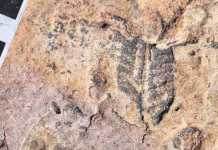 Thin layers of sediment point to early arrival of life on land Part of a quilted Ediacaran fossil is partly covered by ancient wind-drift from Namibia. Image courtesy of Greg Retallack.