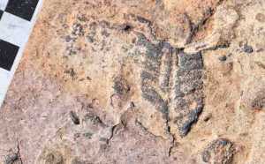 Part of a quilted Ediacaran fossil is partly covered by ancient wind-drift from Namibia. Image courtesy of Greg Retallack.