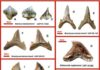 A rare assemblage of sharks and rays from nearshore environments of Eocene Madagascar shark teeth