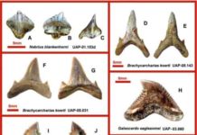A rare assemblage of sharks and rays from nearshore environments of Eocene Madagascar shark teeth