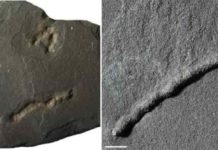 Discovery of the oldest evidence of mobility on Earth Previously, the oldest traces of this kind found dated to approximately 600 million years ago: the Ediacaran period, also characterized by a peak in dioxygen and a proliferation in biodiversity. Scale bar: 1 cm. Credit: A. El Albani / IC2MP / CNRS - Université de Poitiers