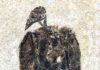 Earliest known seed-eating perching bird discovered in Fossil Lake, Wyoming Eofringillirostrum boudreauxi
