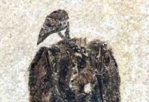 Earliest known seed-eating perching bird discovered in Fossil Lake, Wyoming Eofringillirostrum boudreauxi