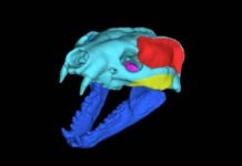 Extinct weasel relative with confounding skull likely ate meat with a side of veggies Digital model of the skull of Leptarctus primus, showing reconstructed jaw muscle groups in red, yellow, and pink. The virtual muscles were activated in bite simulations to test the biomechanical capability of this extinct weasel relative.