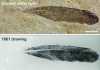 First discovered fossil feather did not belong to iconic bird Archaeopteryx The isolated Archaeopteryx feather is the first fossil feather ever discovered. Top image, the feather as it looks today under white light. Middle image, the original drawing from 1862 by Hermann von Meyer. Bottom image, Laser-Stimulated Fluorescence (LSF) showing the halo of the missing quill. Scale bar is 1cm. Credit: Copyright The University of Hong Kong