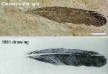 First discovered fossil feather did not belong to iconic bird Archaeopteryx The isolated Archaeopteryx feather is the first fossil feather ever discovered. Top image, the feather as it looks today under white light. Middle image, the original drawing from 1862 by Hermann von Meyer. Bottom image, Laser-Stimulated Fluorescence (LSF) showing the halo of the missing quill. Scale bar is 1cm. Credit: Copyright The University of Hong Kong