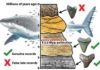 Giant ‘megalodon’ shark extinct earlier than previously thought Megalodon extinction graphical abstract.