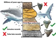 Megalodon extinction graphical abstract.