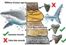 Giant ‘megalodon’ shark extinct earlier than previously thought Megalodon extinction graphical abstract.