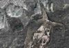 Half-a-billion-year-old weird wonder worm finally gets its place in the tree of life Amiskwia sagittiformis
