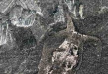 Half-a-billion-year-old weird wonder worm finally gets its place in the tree of life Amiskwia sagittiformis