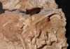 Iguana-sized dinosaur cousin discovered in Antarctica A slab containing fossils of Antarctanax. Credit: Copyright Brandon Peecook, Field Museum