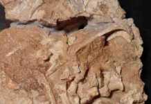 Iguana-sized dinosaur cousin discovered in Antarctica A slab containing fossils of Antarctanax. Credit: Copyright Brandon Peecook, Field Museum